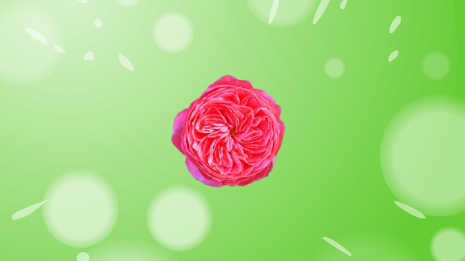 火烈鸟:蔷薇属月季栽培品种