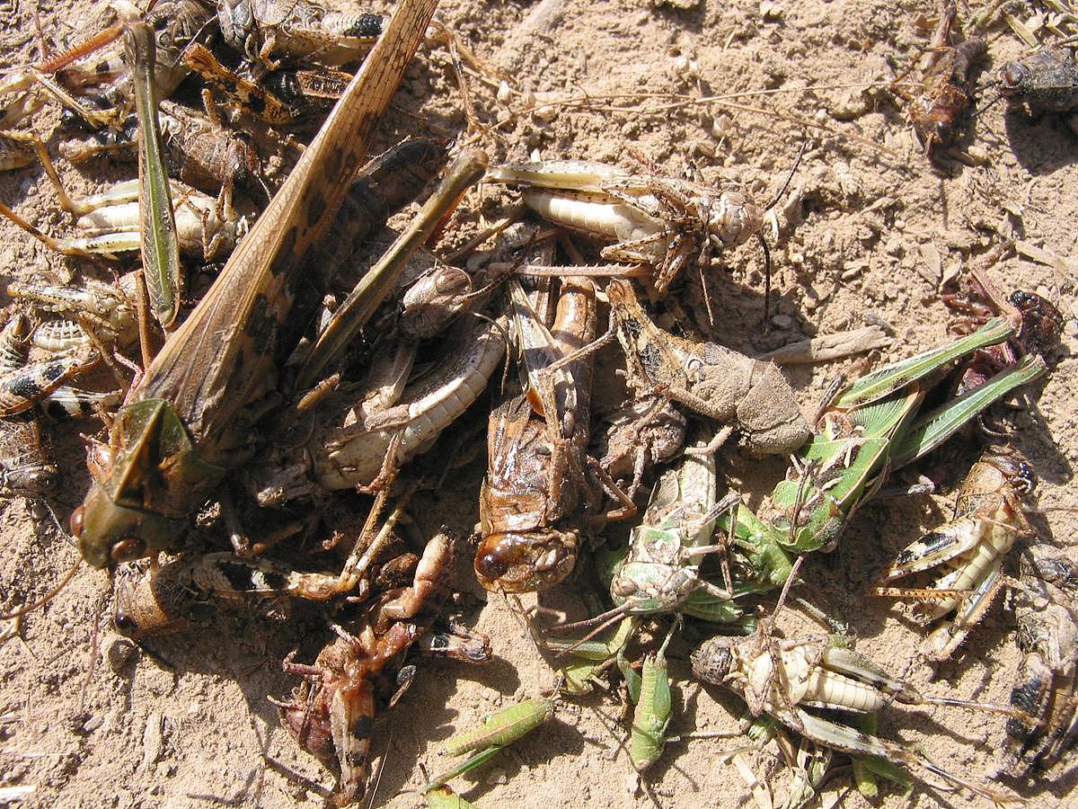 土蝗生活习性观察方法 - 了解土蝗的秘密