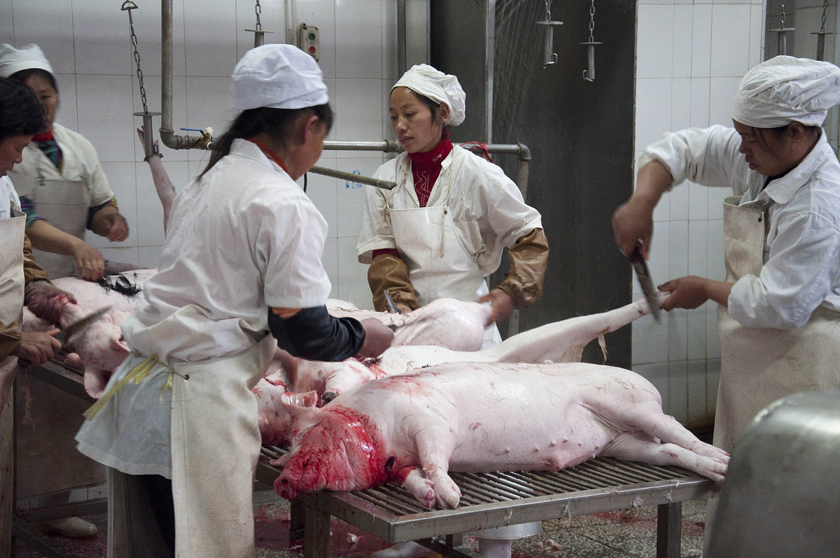 平凉农业学校畜牧兽医专业就业范围：从农场到食品安全