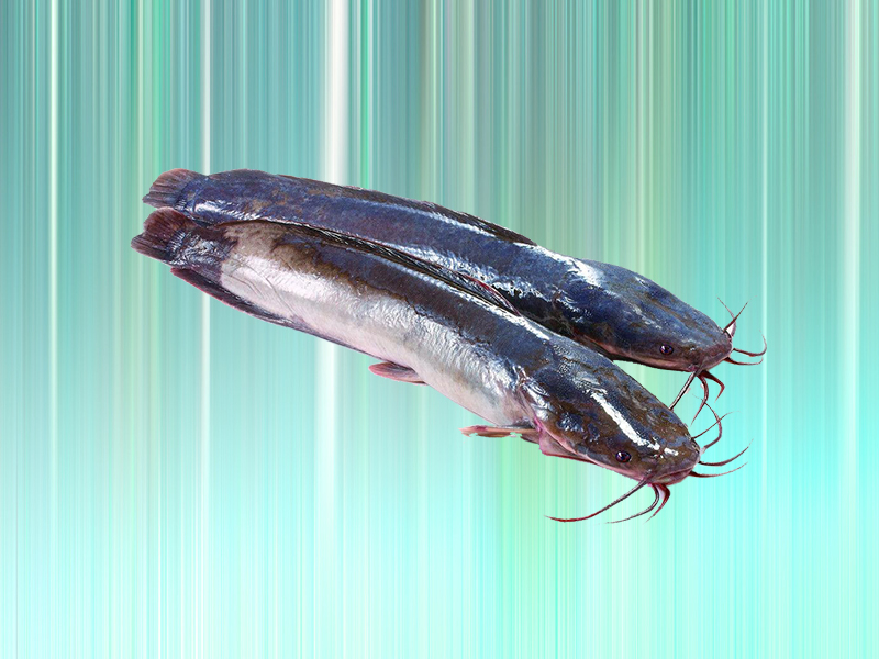 八须鱼是八须鲶鱼