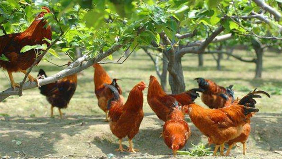 一分钟了解九斤黄鸡