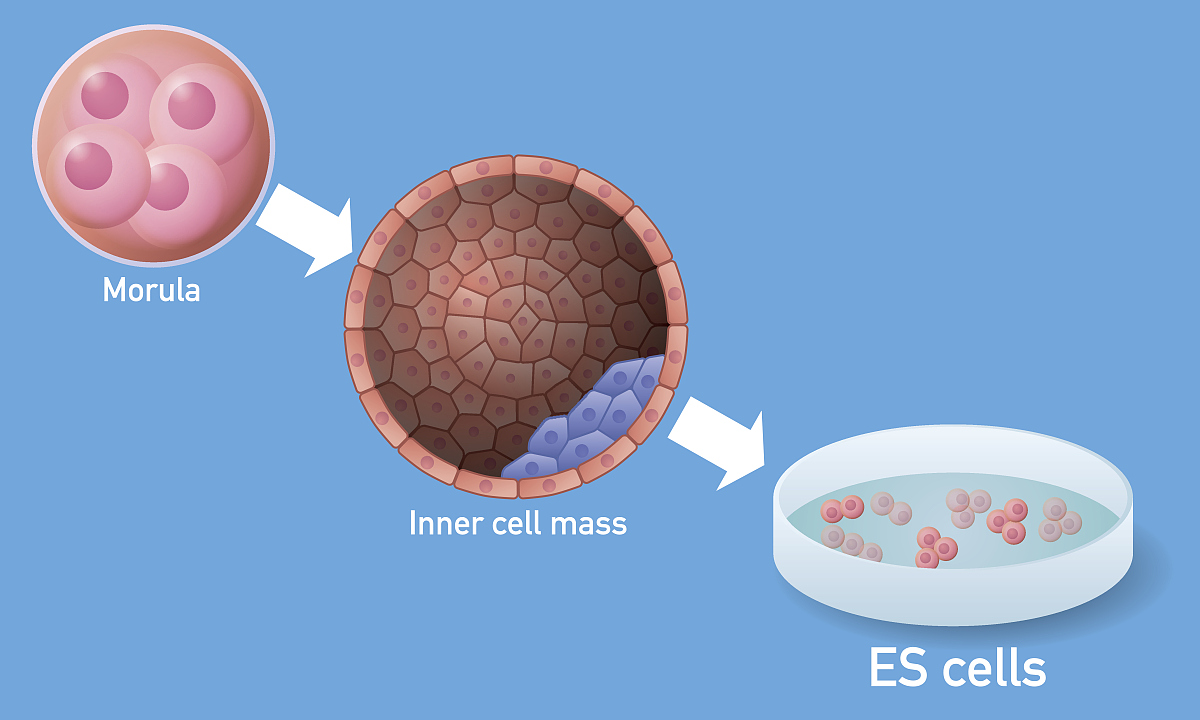 Feline panleukopenia virus的结构蛋白和非结构蛋白分别是什么？他们分别由哪个ORF编码？