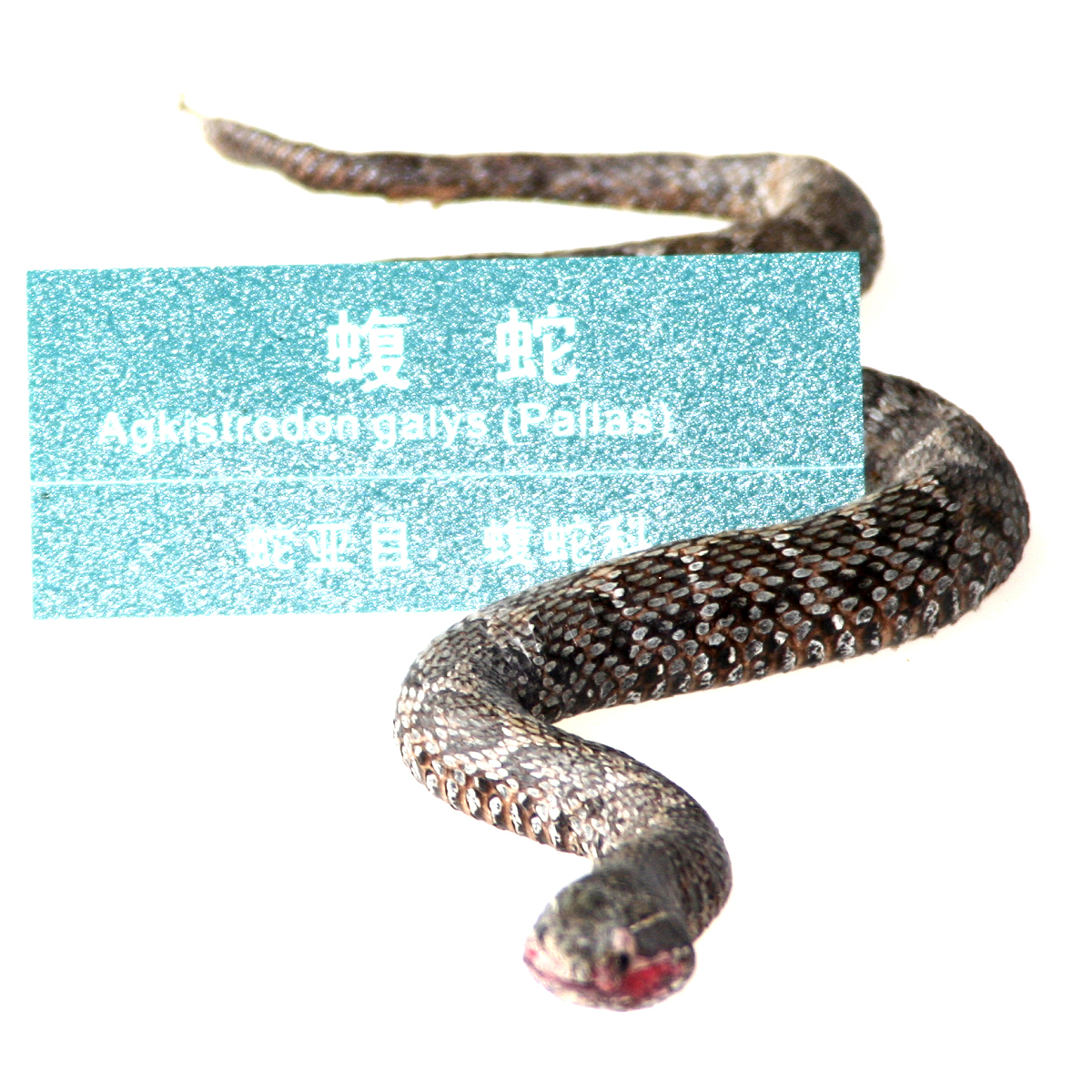 中国十大毒蛇之王：金环蝮，美艳背后的致命毒素！