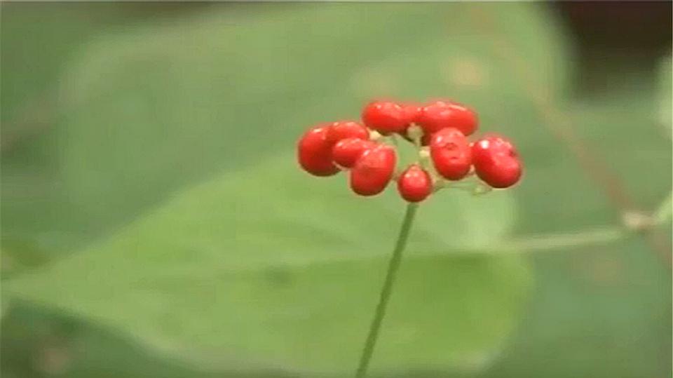 [图]人参种子具有休眠特性,种植前要先对其进行催芽处理