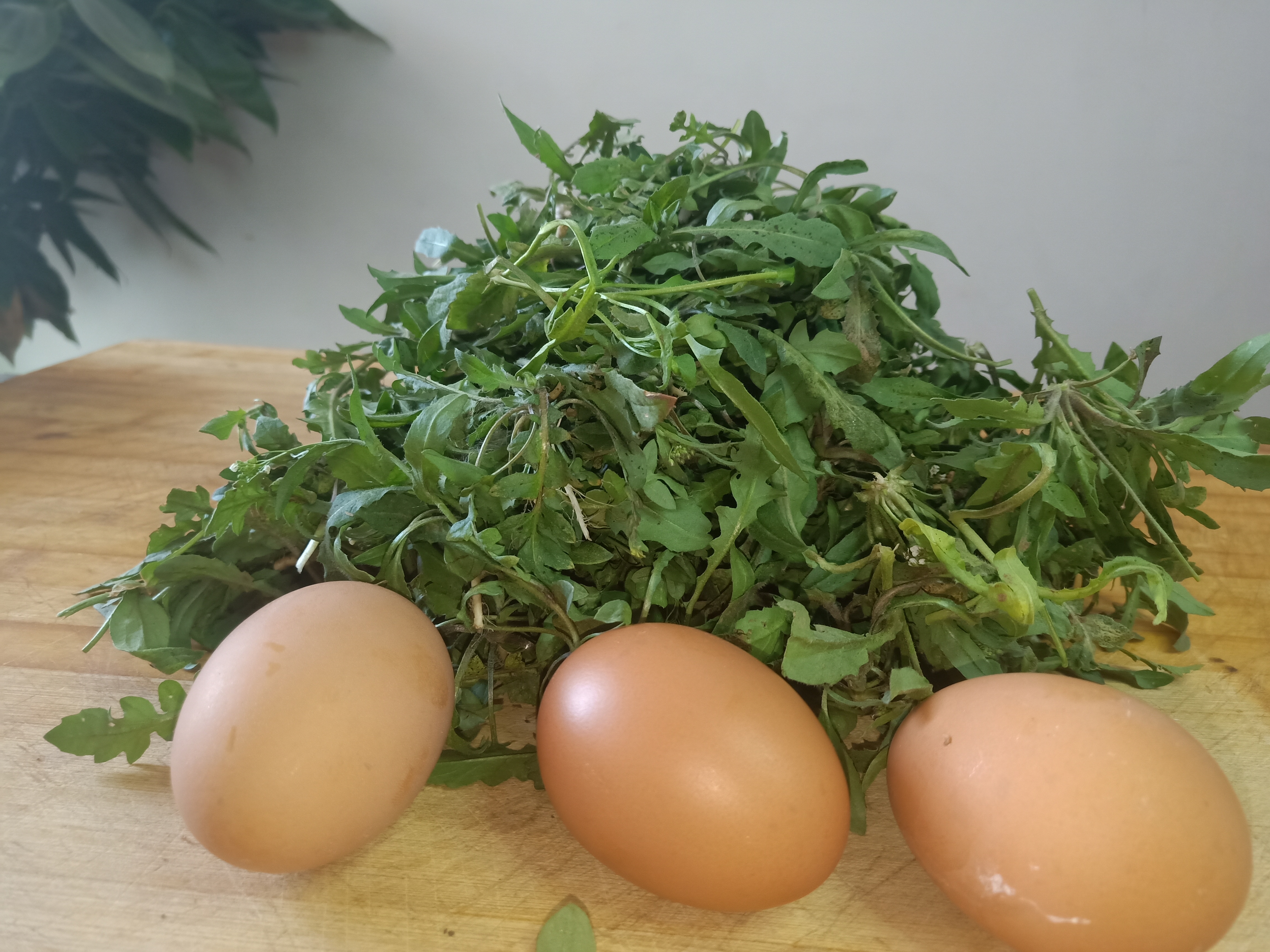 荠菜别再包饺子了!教你这种新吃法,成本只要3元,比鱼肉还香!