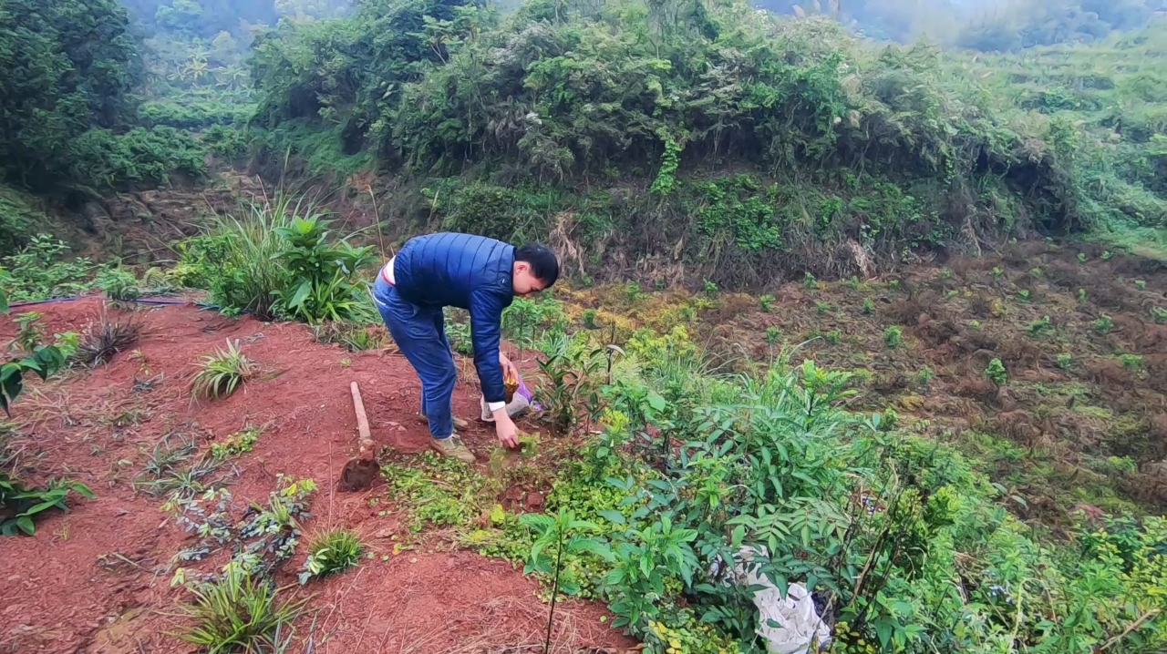 雷公根野菜:还记得小时候吃过的野菜吗?跟鸡蛋煮汤吃太美味了