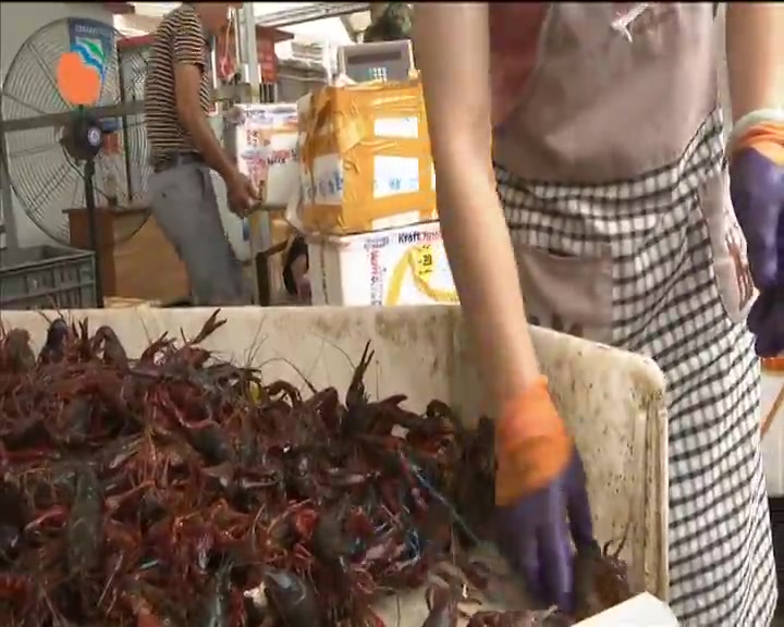 小龙虾前赴后继 江苏品种成主力
