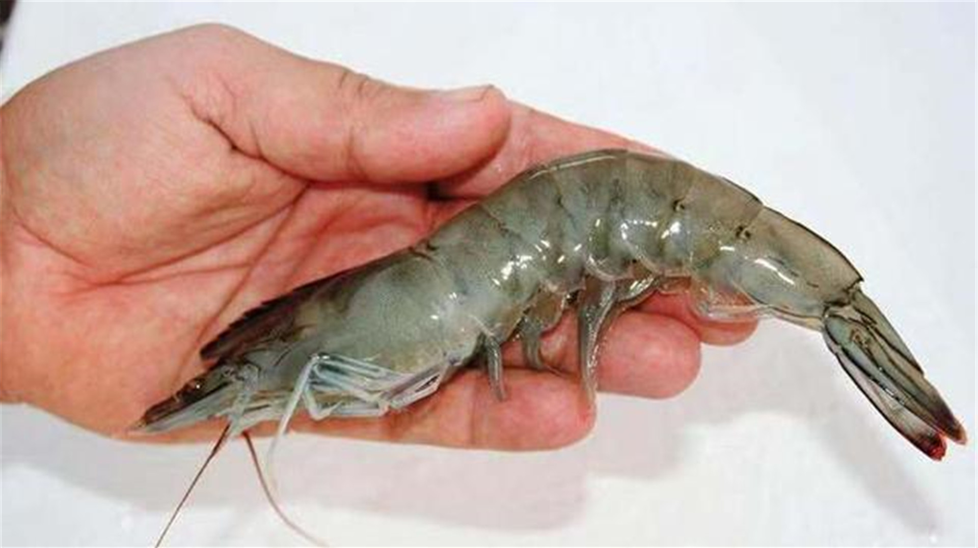 去虾线谁还用牙签?卖虾老板教我一招,不用任何工具一秒一个