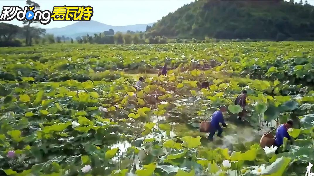 [图]《本草中国》第二季：感受中医魅力，为你解锁鲜为人知的虫药搭档