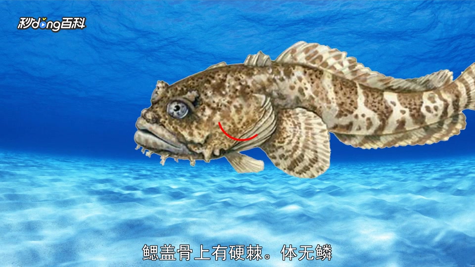 原来蟾鱼目长这样