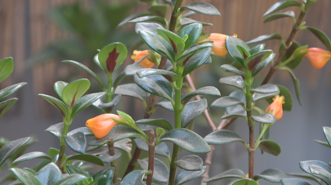 冬日养金鱼吊兰,土壤是关键3种混合,肥力十足,开花猛