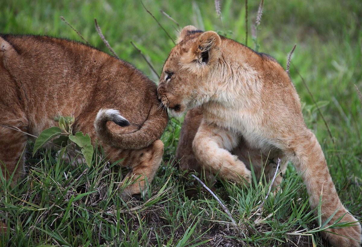 重庆幼师职业学校办学优势：培养优秀幼师人才的摇篮