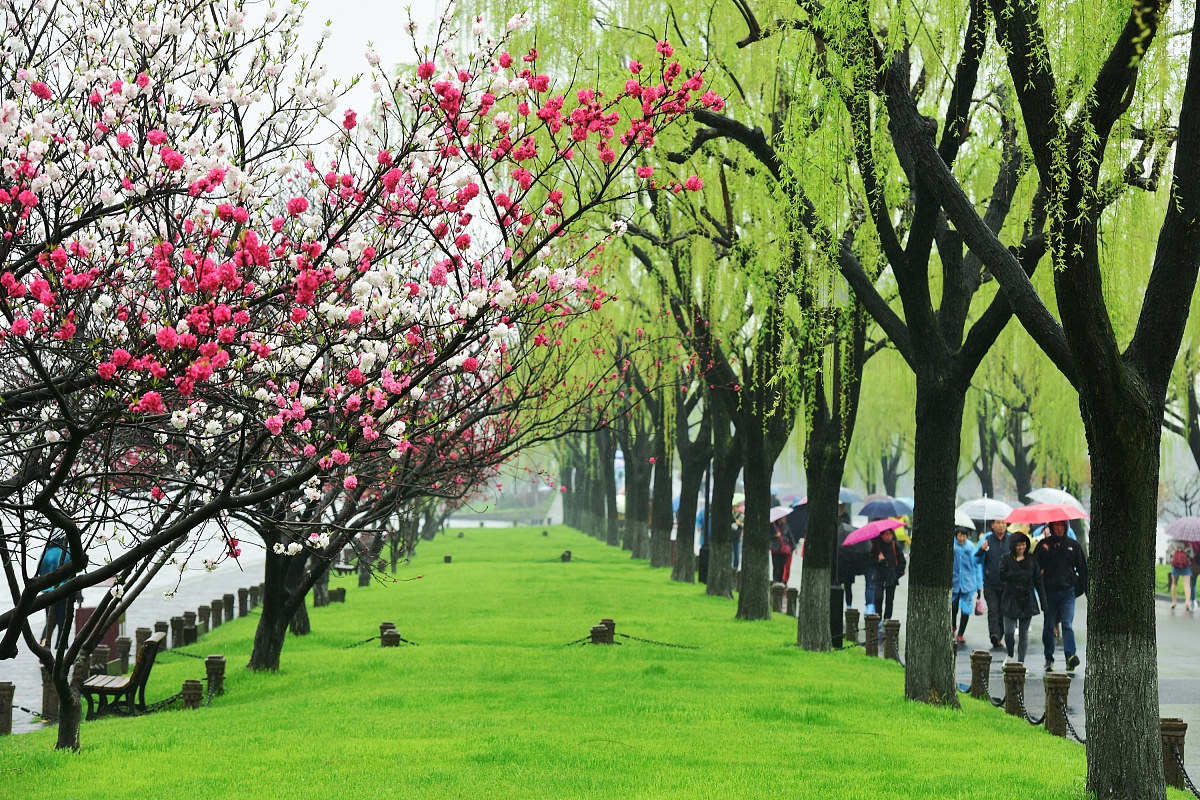 七言诗：大道春景
