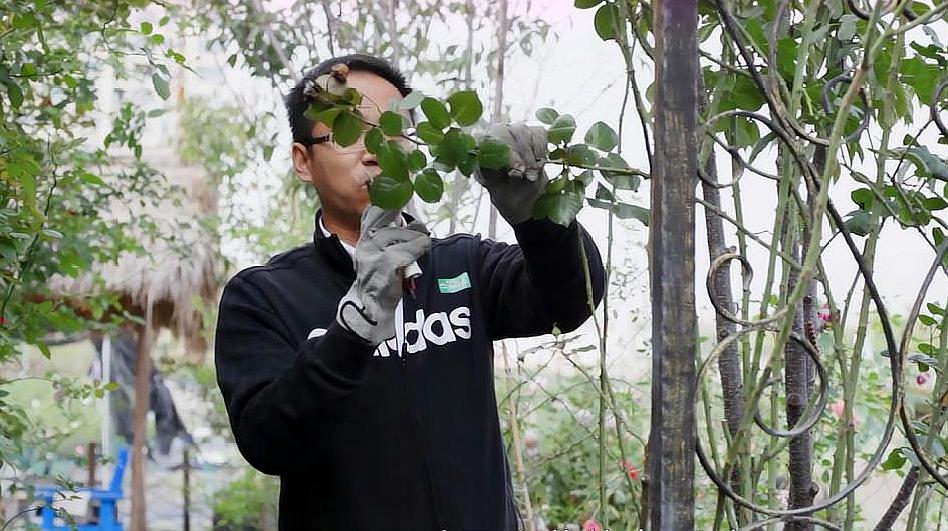 [图]藤本月季这样绑扎、修剪，花墙年年有