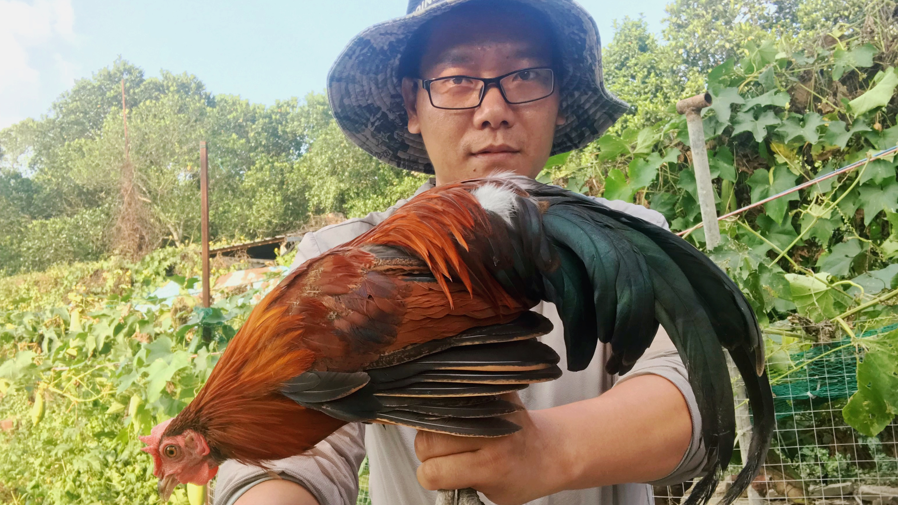 湛江小伙养原始鸡,一度成了抢手货。