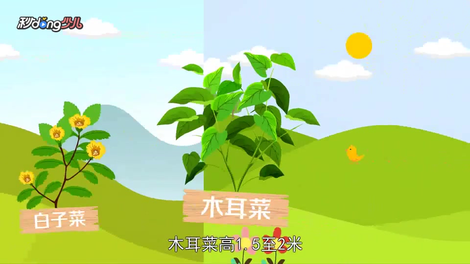 「秒懂少儿」木耳菜和白子菜的区别