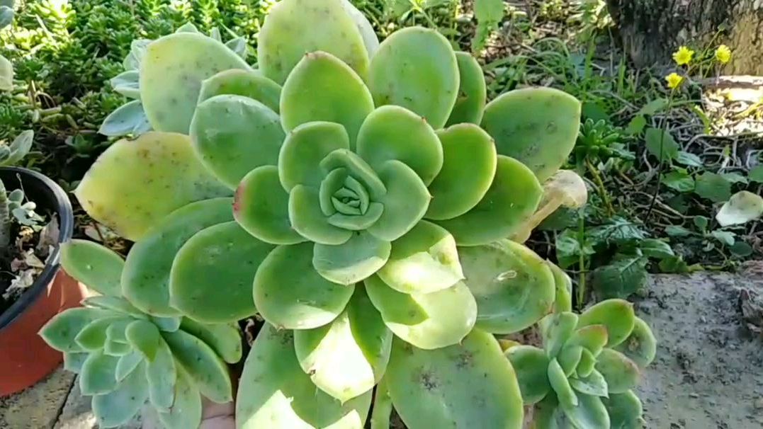 这棵多肉植物是不是青凤凰?