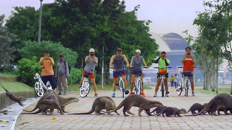 [图]野性都市:水獭竟然要从城市的大马路上搬家?这真是罕见