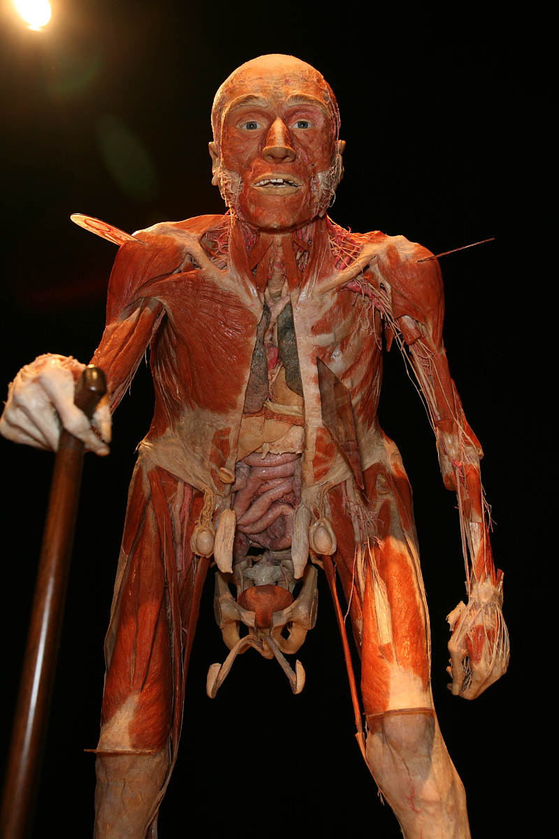 london, uk: gunther von hagens' controversial body worlds exhibi
