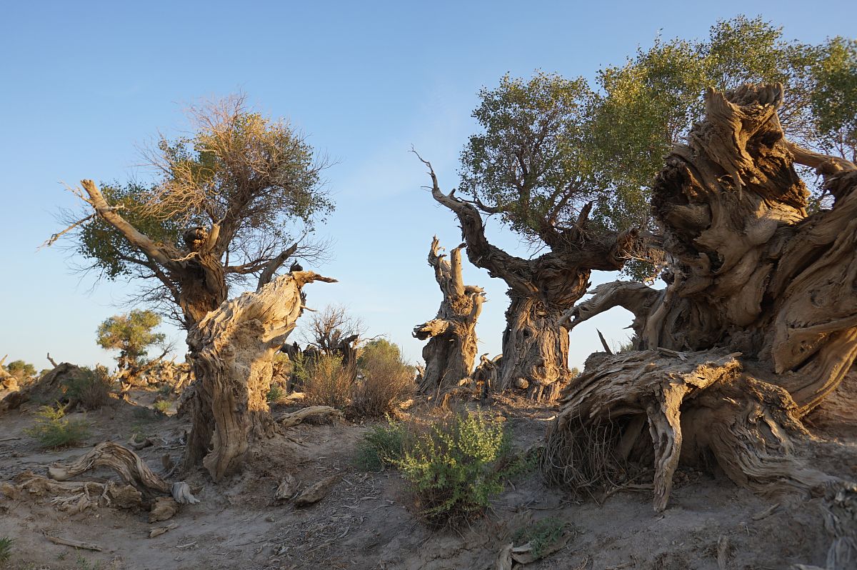 胡杨树有哪些特征