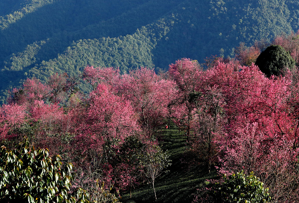 2019年12月15日,云南省大理白族自治州,南涧无量山樱花谷,盛开的冬樱