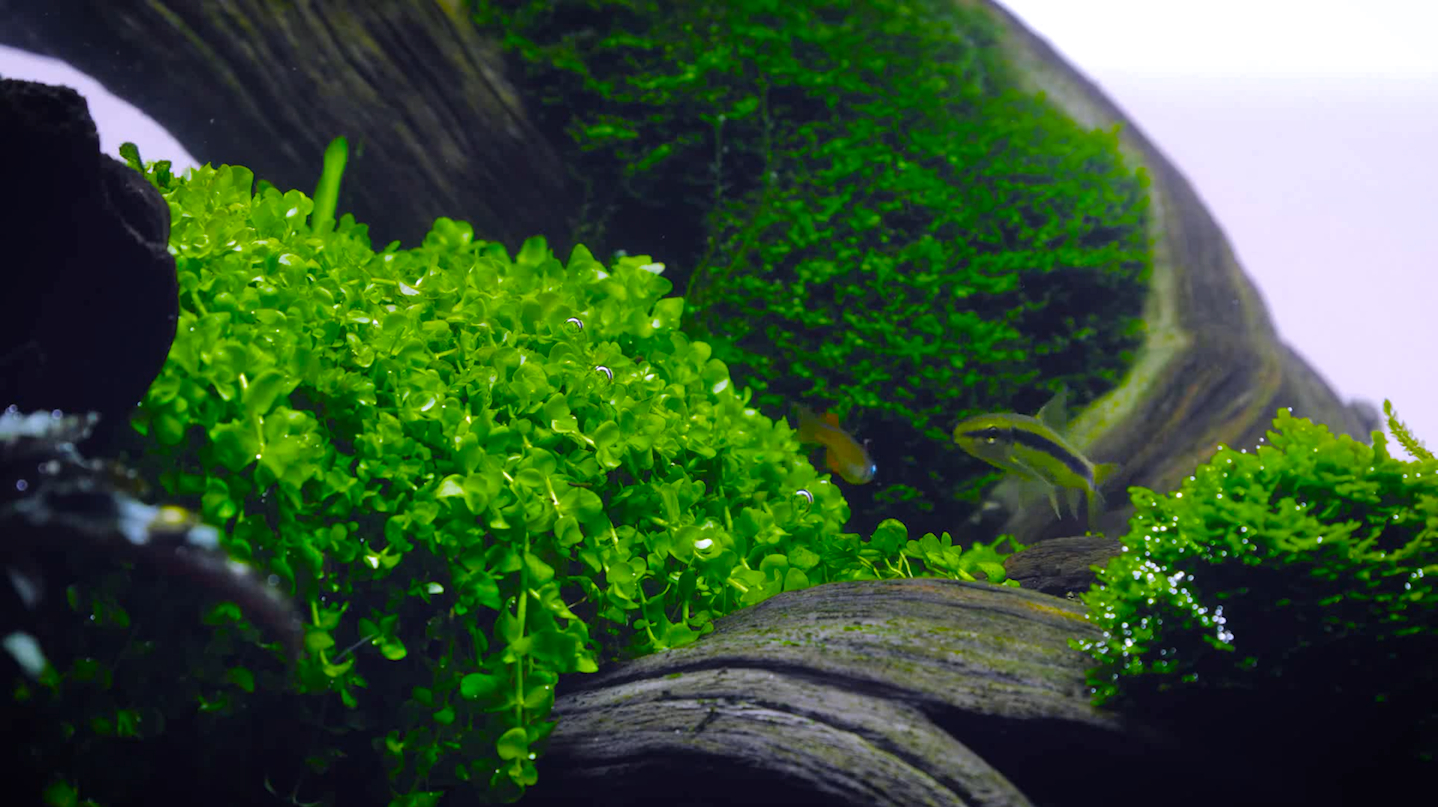 经典60厘米鱼缸水草造景,水草生长的状态太好,都怀疑是不是野生