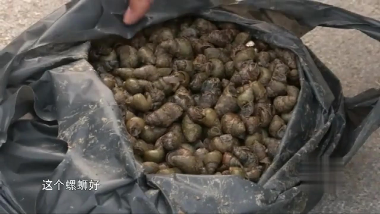 钓青鱼应该用什么样的螺丝 听听小崔怎么说