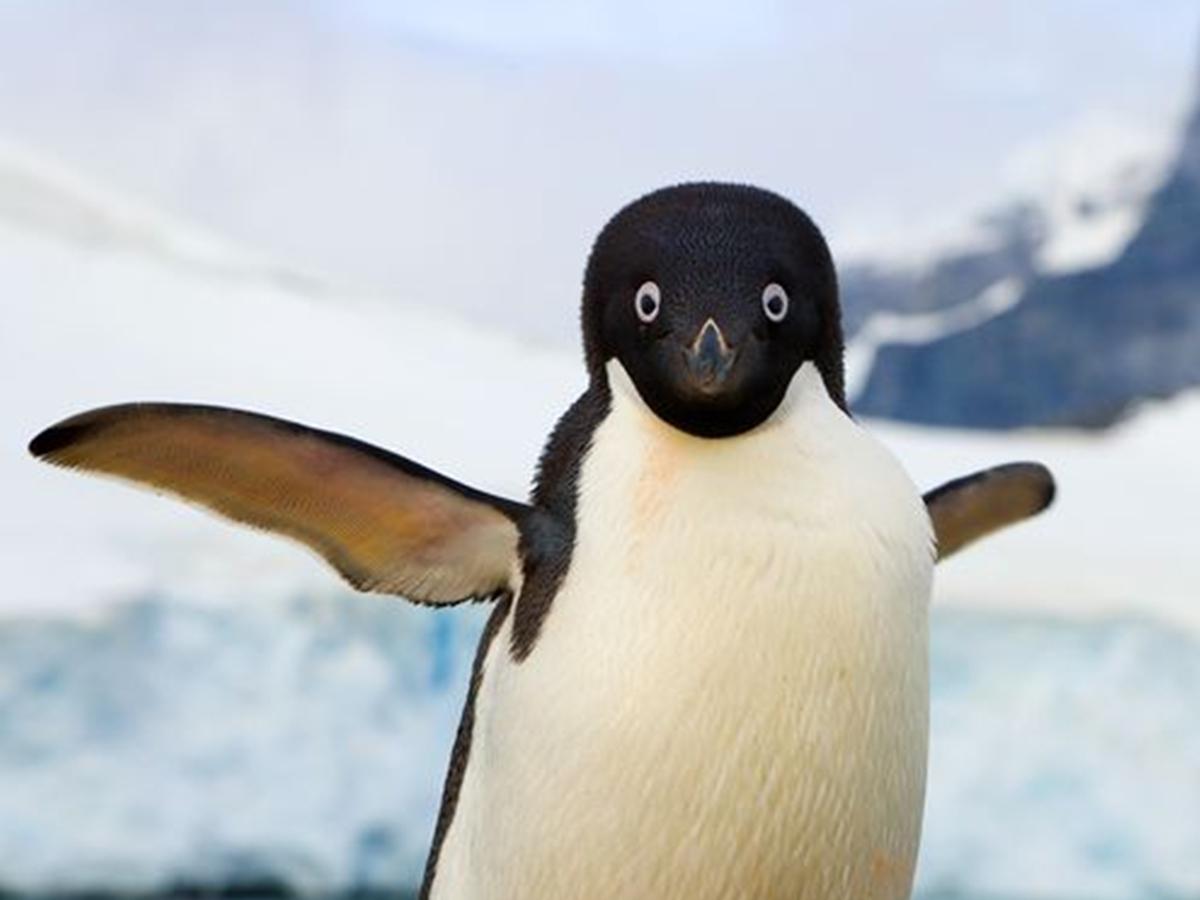 企鹅的翅膀有什么用