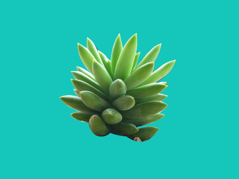 千佛手:又名王玉珠帘、菊丸,是景天科的多肉植物