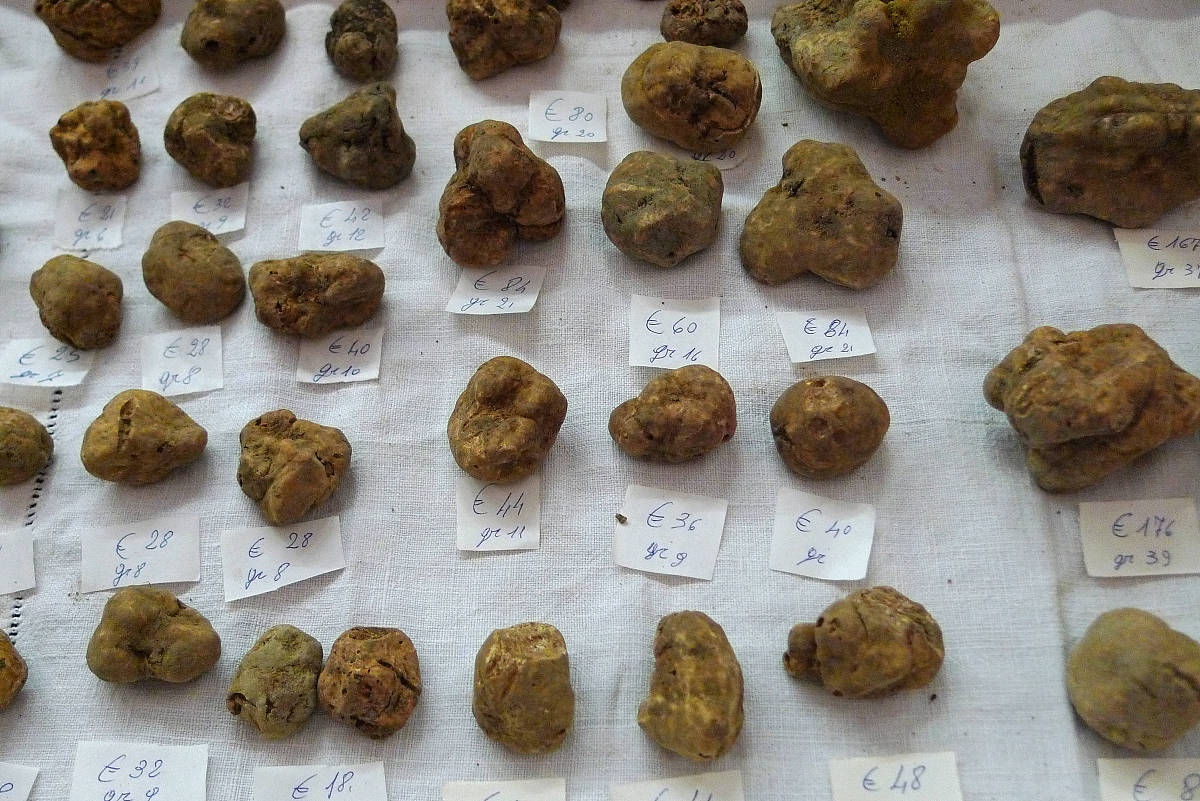 2011年11月1日,意大利阿尔巴,一年一度,为期6个周的白松露节在意大利