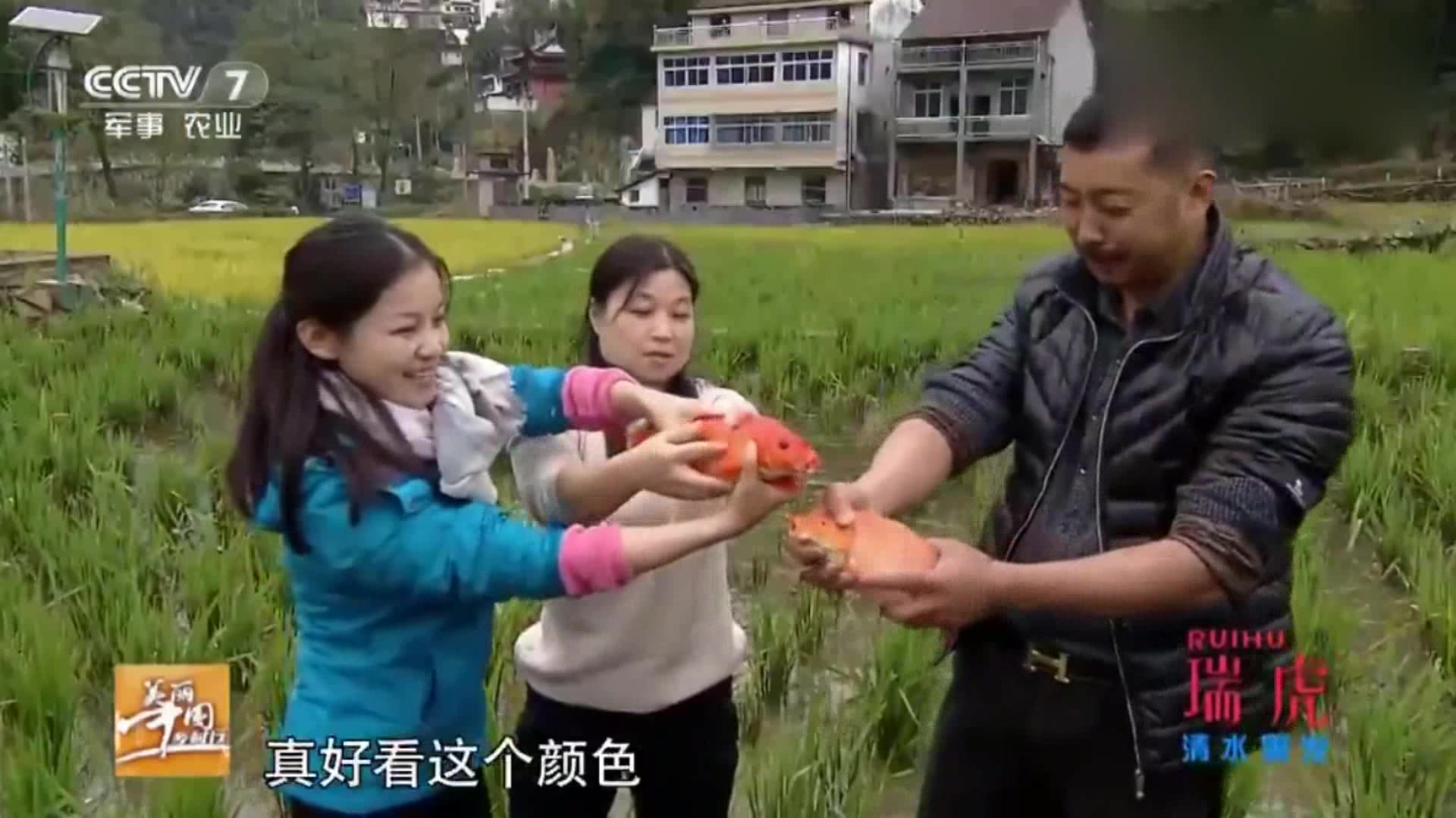 美丽中国乡村行:这个地方稻田里面还有鱼,基本每家都有红色的鱼
