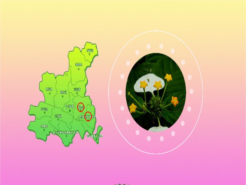 原来疏花玉叶金花长这样