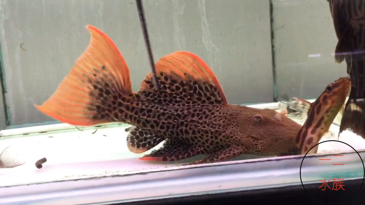帝王血钻鱼,又有新名字啦,水族老板叫它盘古血钻,我不认识了
