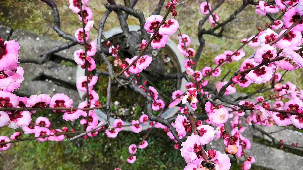 [图]采花“大盗”小蜜蜂