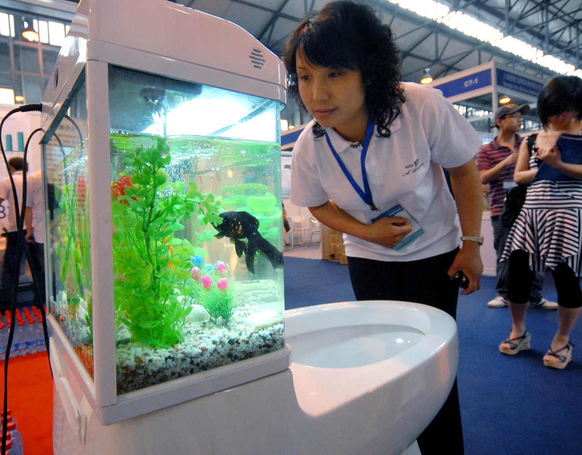 马桶可以用来养鱼吗