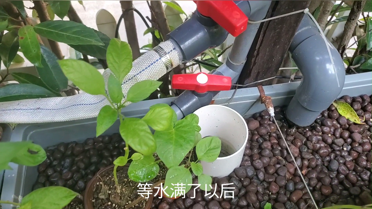 鱼菜共生这么美,要搞清潮汐和沼泽的区别,你也做得到