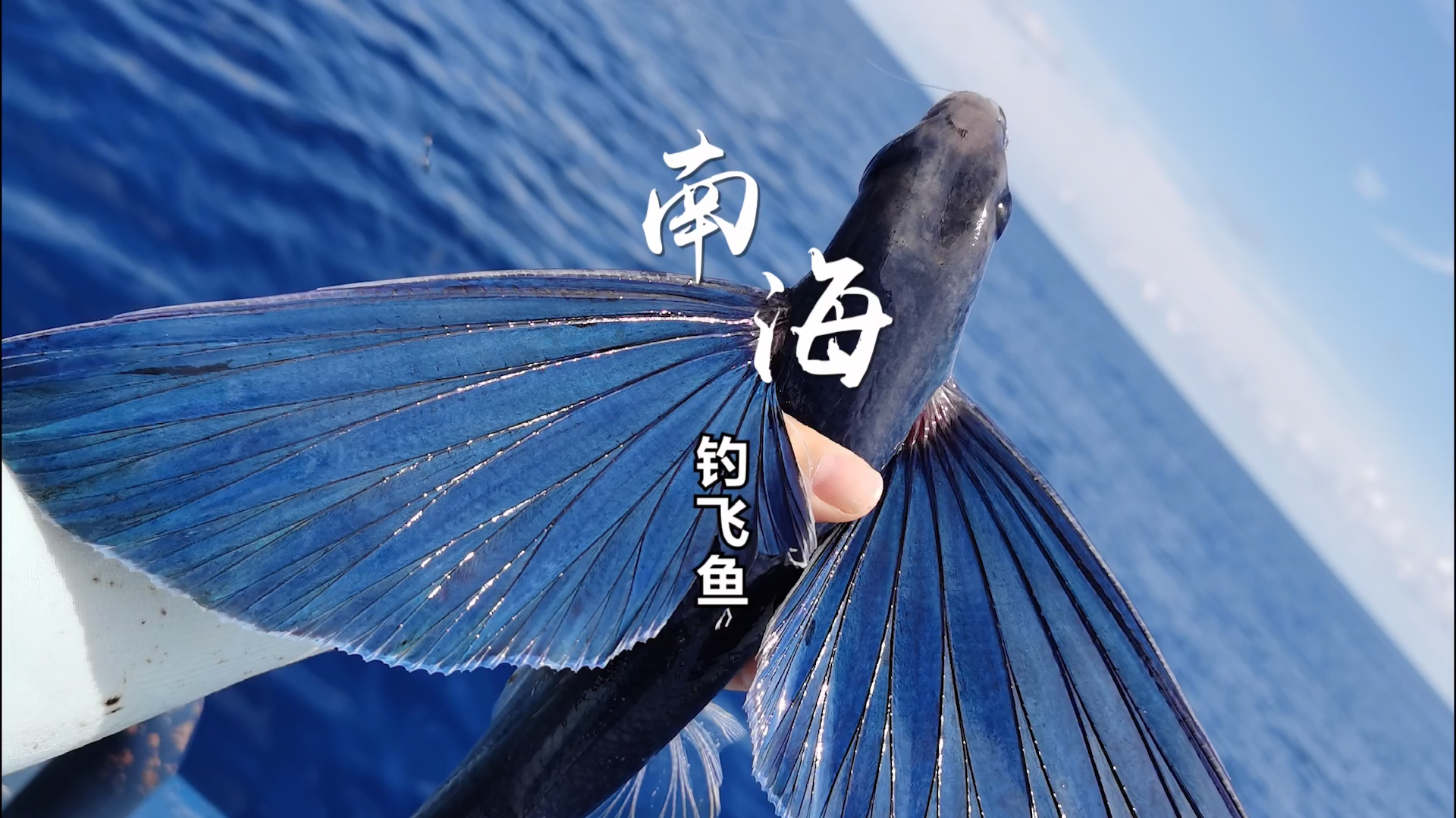南海海钓-带翅膀的飞鱼
