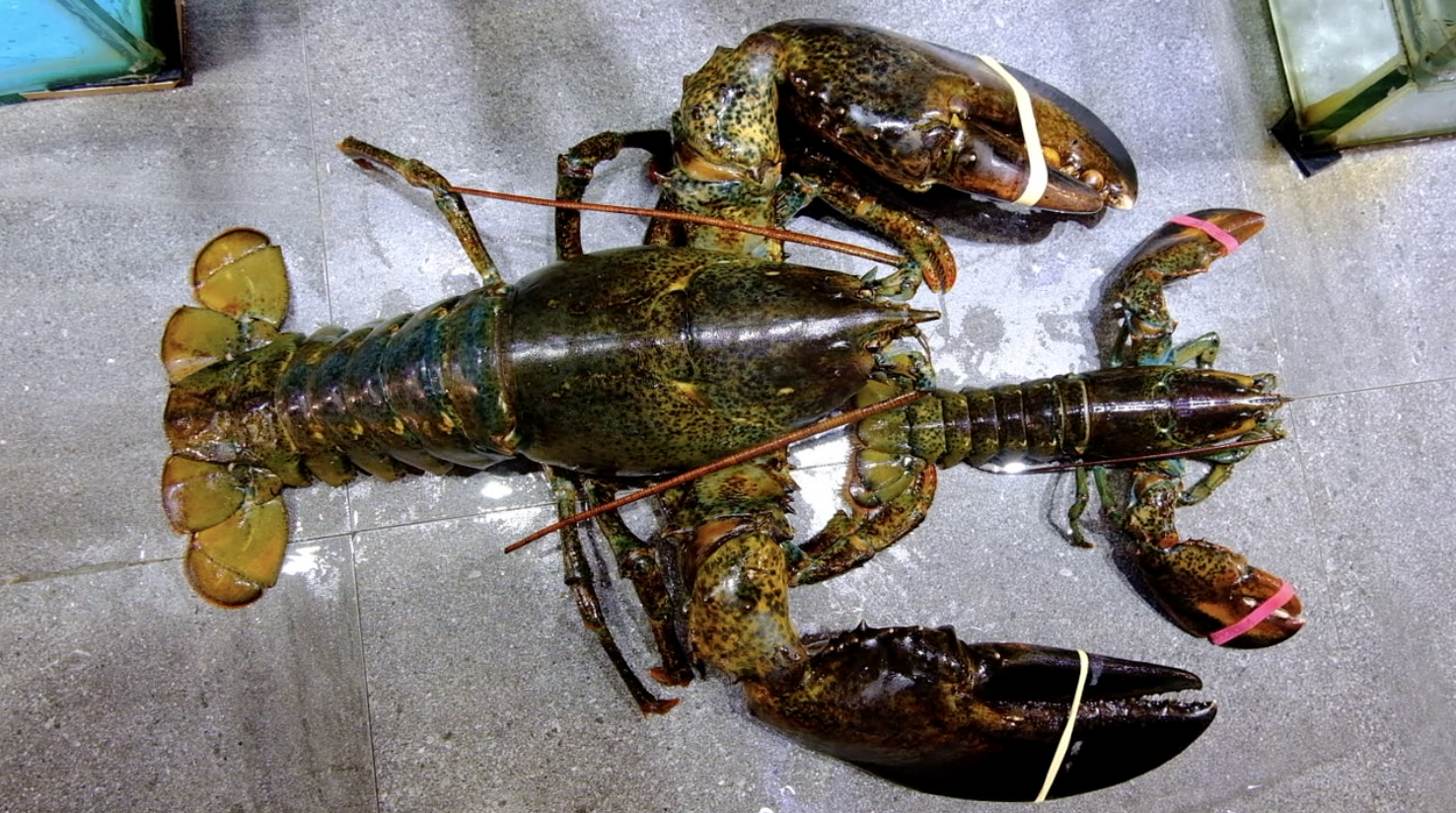 百岁大龙虾成“网红”,游客争相合影,店主:想吃?不存在的