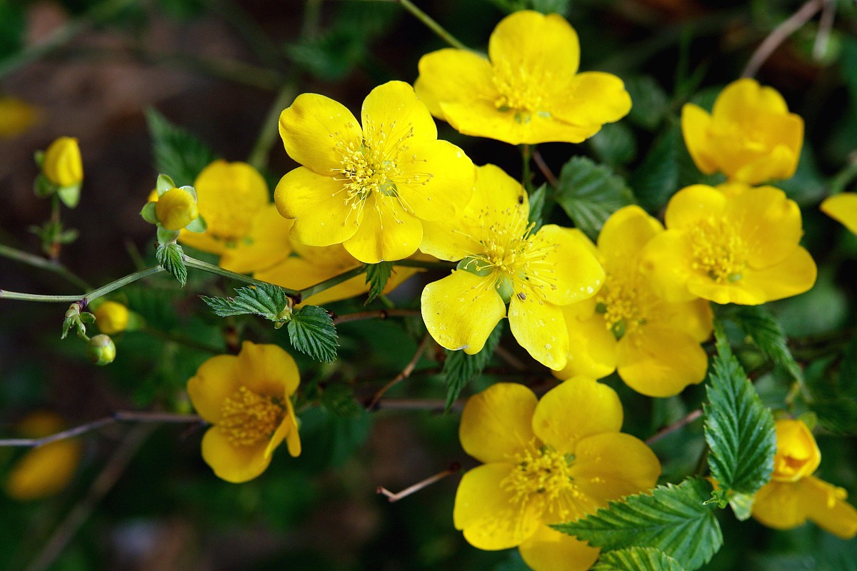 我叫刘筱欣 请给我起几多个英文名字尽量起一个不重名同时请说明含义