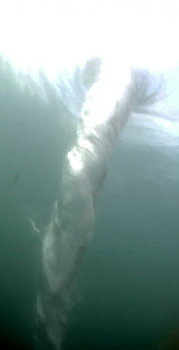 自由冒险 - 歌词创作 - 表达反叛与冒险精神的流行歌曲