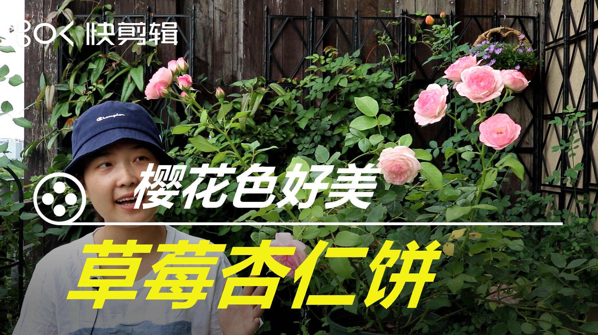 草莓杏仁饼交作业啦,一款需要耐心去精心呵护的樱花色月季