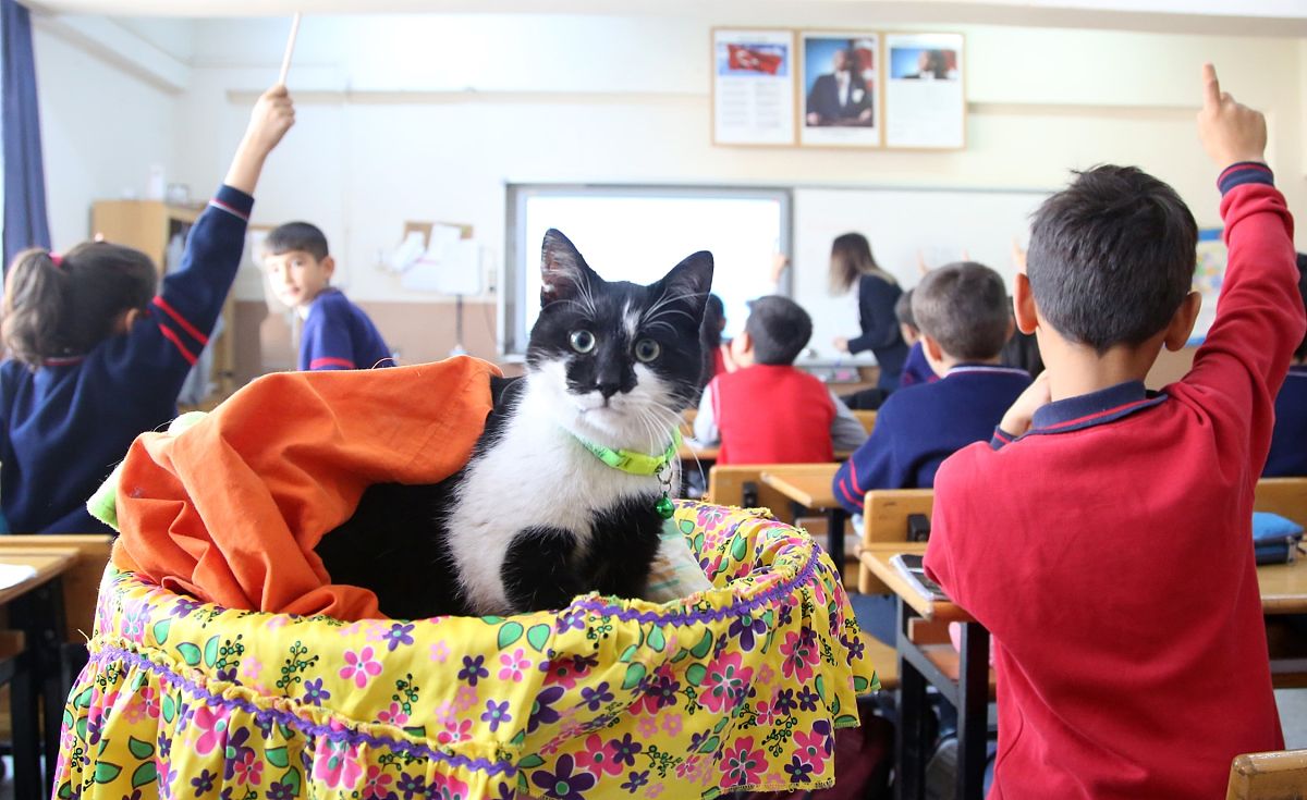 当地时间2019年12月21日,土耳其马尼萨省,一只名为"husnu"的流浪猫在