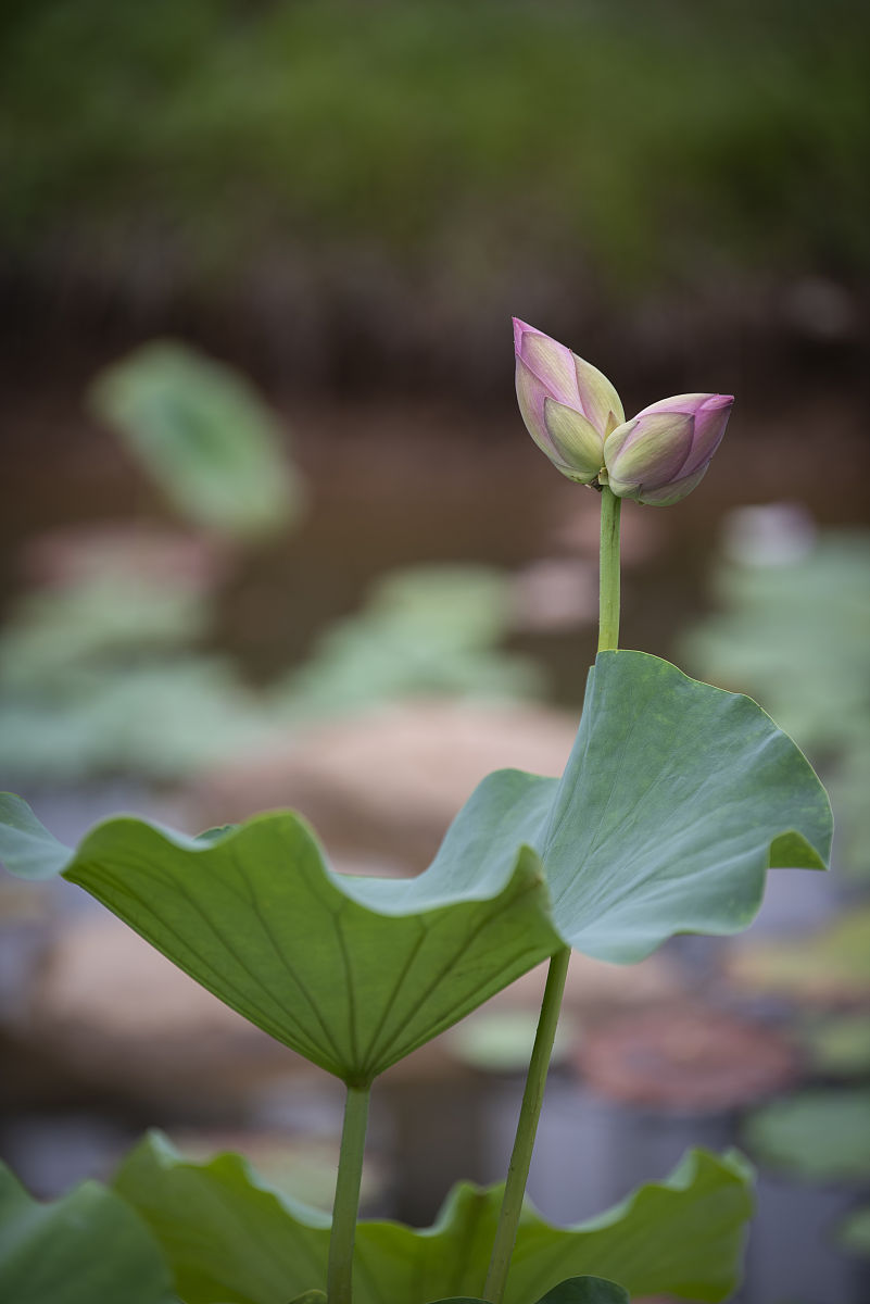 河南女子职业学院音乐教育专业招生要求及教学质量