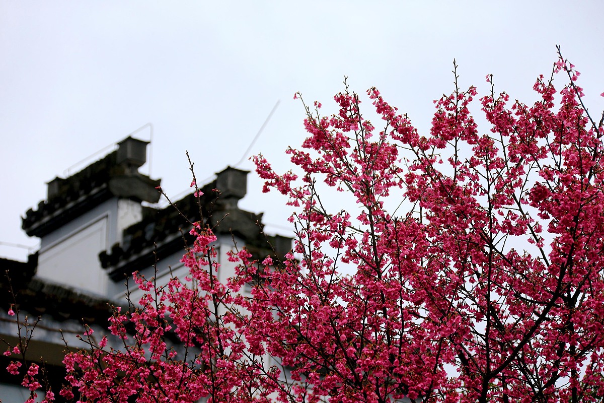 绚烂绽放，温馨呵护：翻译及释义