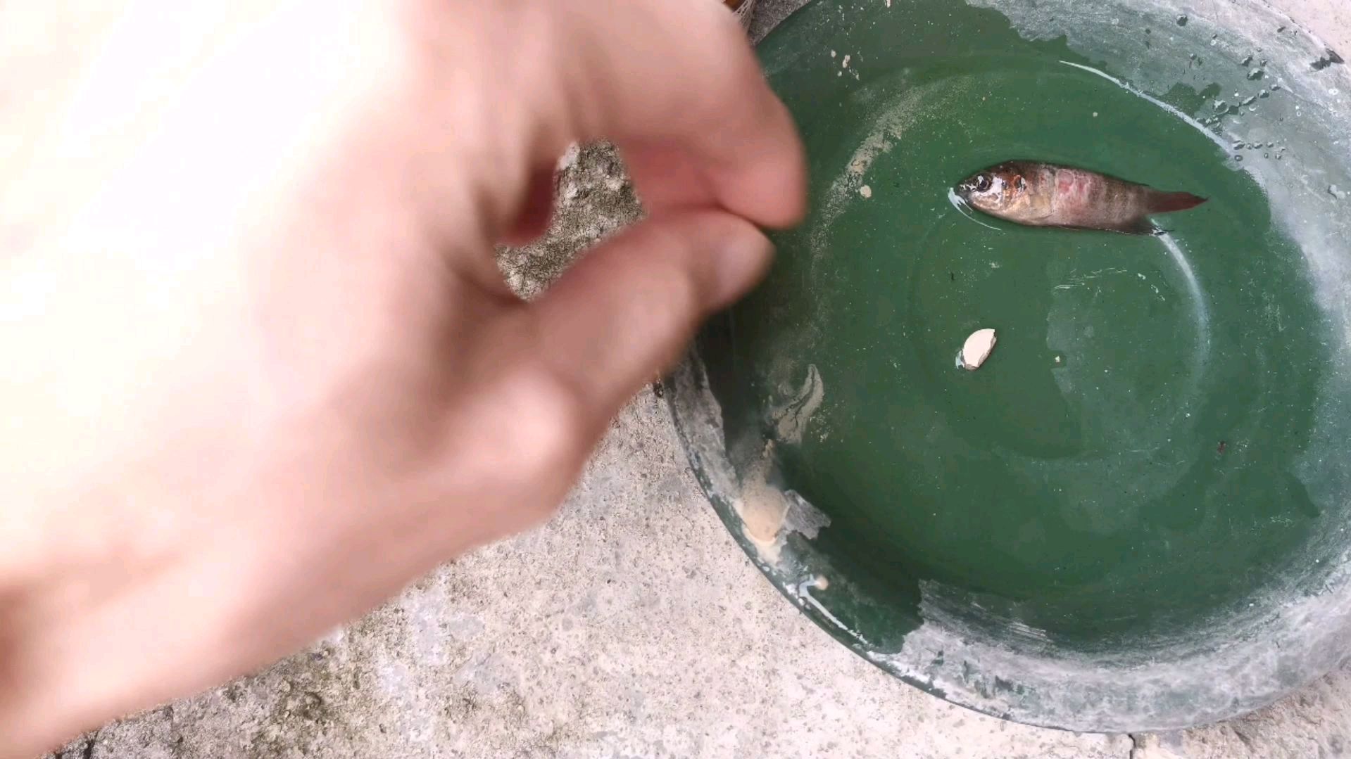 鱼缸换水导致中国斗鱼烂肉,死马当作活马医,看看能不能救活