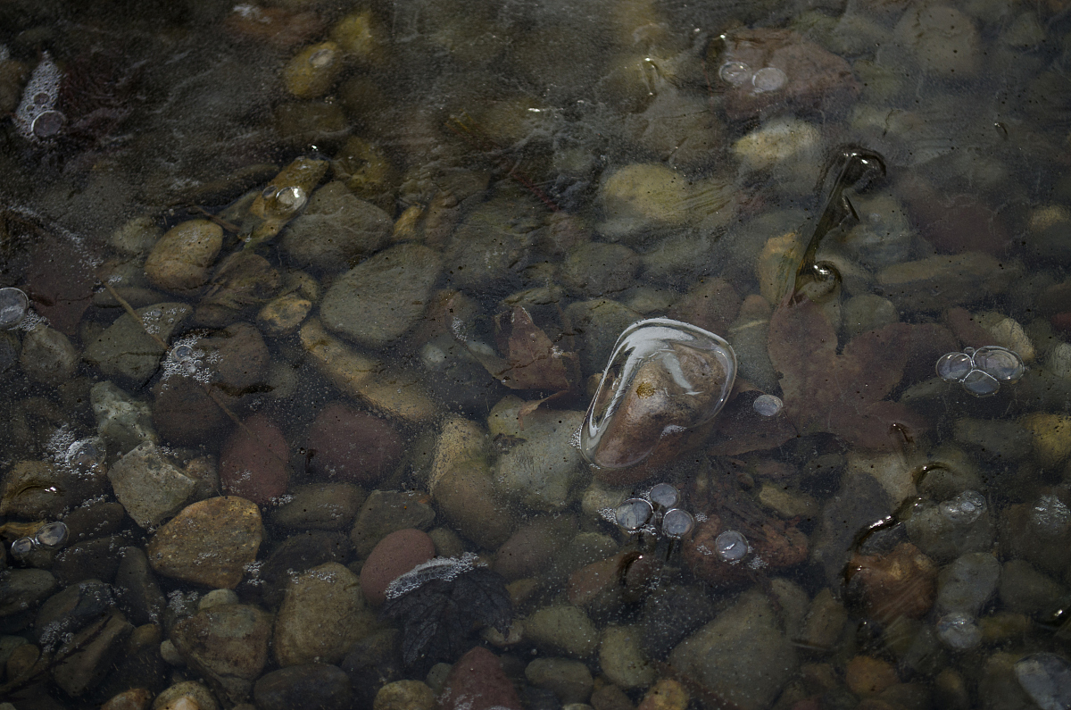 大型底栖动物碳含量时空变化特征及影响因素分析