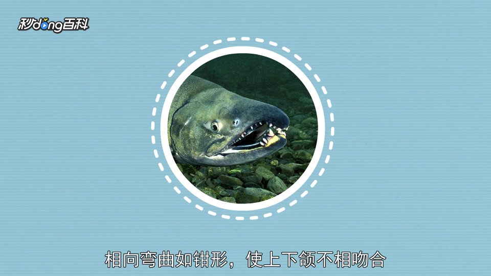 「秒懂百科」原来马哈鱼长这样