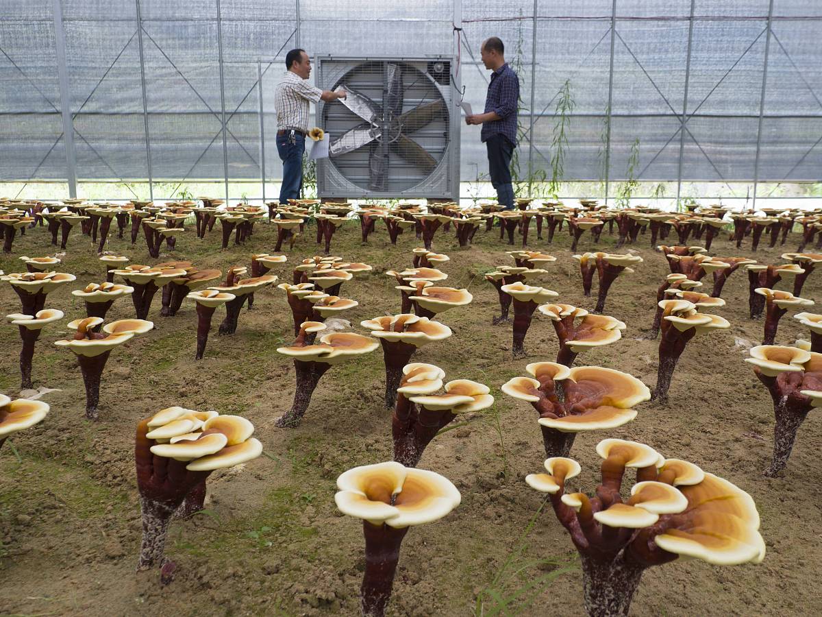 生态种植食用菌项目名称