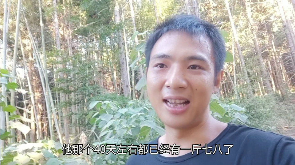 小魏养殖,三黄鸡卖了一千多只零售商都说是小种的,小魏又被坑了