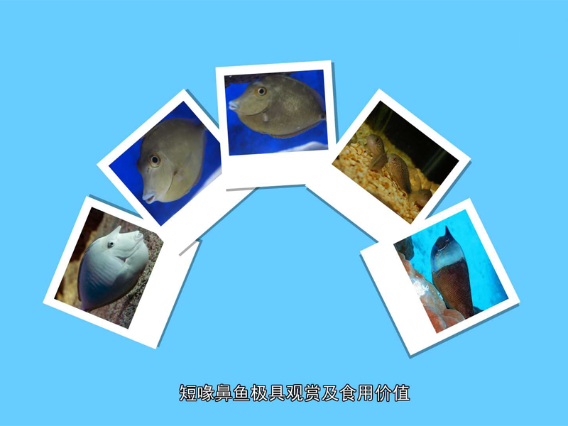 短喙鼻鱼:又称短吻鼻鱼